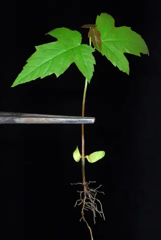 Silver - all cultivars (Acer saccharinum) — foliage