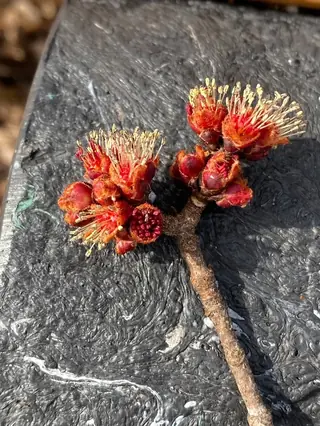 Silver - all cultivars (Acer saccharinum) — bloom