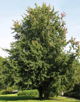 Maple — Silver - all cultivars (Acer saccharinum) — foliage