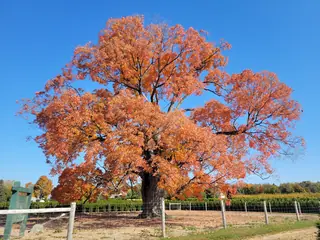 Maple, Sugar: GREEN MOUNTAIN®, LEGACY®, FALL FIESTA®
