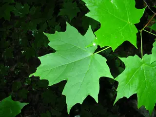 Maple, Sugar: Caddo John Pair, Autumn Splendor, FLASH FIRE® (Acer saccharum), fall color