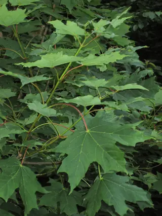 Maple, Sugar: Caddo John Pair, Autumn Splendor, FLASH FIRE® (Acer saccharum), mature form