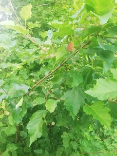 Maple — Tatarian