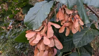 Maple — Tatarian (Acer tataricum) — mature form
