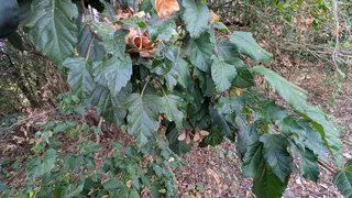 Maple — Tatarian (Acer tataricum) — foliage