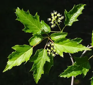 Maple — Amur/Ginnala – 'Flame'