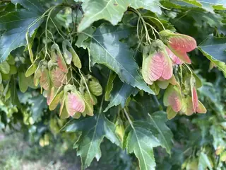 Maple — Amur/Ginnala – 'Flame' (Acer tataricum subsp. ginnala) — mature form