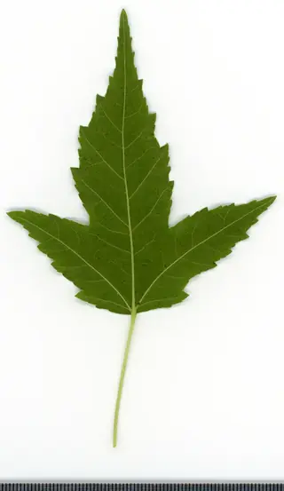 Maple — Amur/Ginnala – 'Flame' (Acer tataricum subsp. ginnala) — foliage