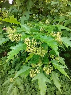 Maple — Amur/Ginnala – 'Flame' (Acer tataricum subsp. ginnala) — bloom