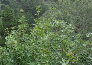 Maple — NORWEGIAN SUNSET®, CRIMSON SUNSET®, PACIFIC SUNSET® (Acer truncatum x platanoides) — foliage