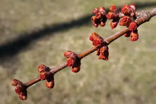 Autumn Blaze Maple flower