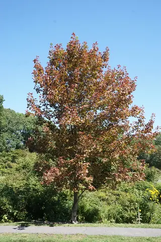 Freeman - 'Armstrong', AUTUMN BLAZE®, AUTUMN FANTASY®, SIENNA GLENN® (Acer x freemanii), mature form