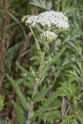 Common Yarrow