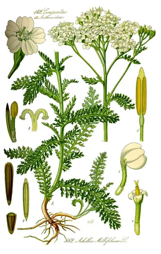 Common Yarrow (Achillea millefolium) — mature form