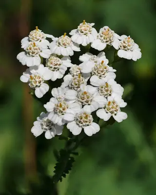 Common Yarrow (Achillea millefolium) — foliage