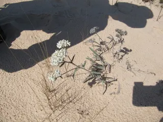 Common Yarrow (Achillea millefolium) — fall color