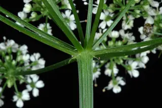 Bishop's weed / goutweed