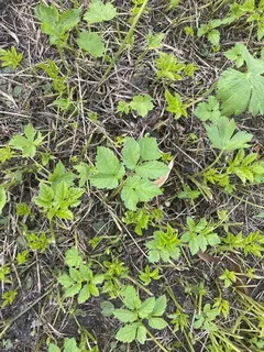 Bishop's weed / goutweed (Aegopodium podagraria) — mature form