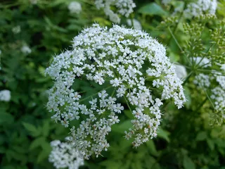 Bishop's weed / goutweed (Aegopodium podagraria) — foliage