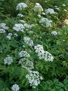Bishop's weed / goutweed (Aegopodium podagraria) — bloom