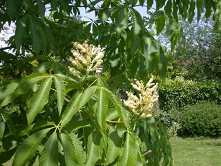 Yellow Buckeye (Aesculus flava), bloom