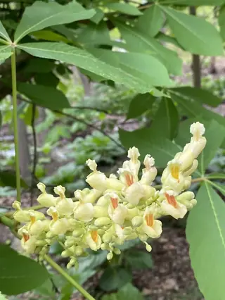 Buckeye/Horsechestnut — Yellow Buckeye