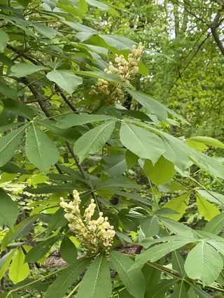 Buckeye/Horsechestnut — Yellow Buckeye (Aesculus flava) — mature form