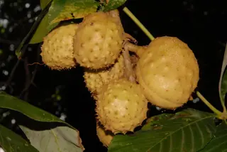Buckeye/Horsechestnut — Ohio Buckeye (Aesculus glabra) — mature form