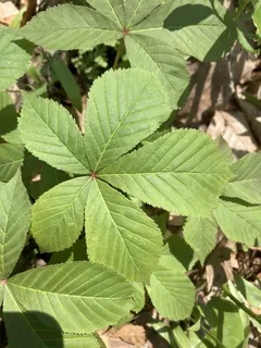 Buckeye/Horsechestnut — Ohio Buckeye (Aesculus glabra) — foliage