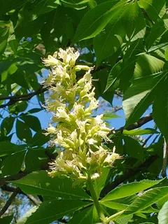 Buckeye/Horsechestnut — Ohio Buckeye (Aesculus glabra) — bloom