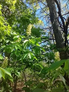 Buckeye/Horsechestnut — Ohio Buckeye (Aesculus glabra) — fall color