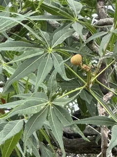 Buckeye/Horsechestnut — Texas Buckeye (Western Buckeye)