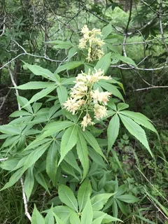 Buckeye/Horsechestnut — Texas Buckeye (Western Buckeye) (Aesculus glabra var. arguta) — mature form