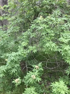 Buckeye/Horsechestnut — Texas Buckeye (Western Buckeye) (Aesculus glabra var. arguta) — foliage