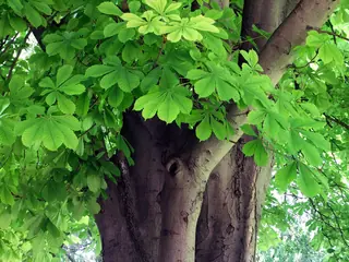 Common Horsechestnut (Aesculus hippocastanum), foliage