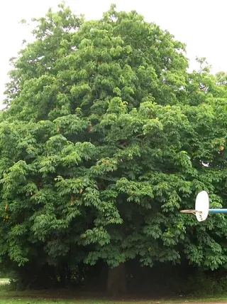 Common Horsechestnut (Aesculus hippocastanum), mature form