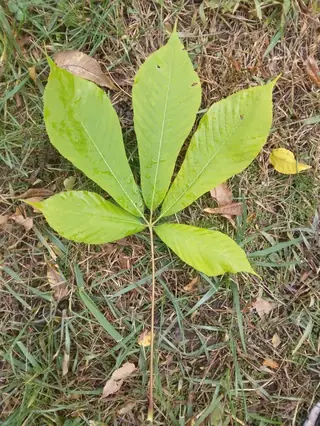 Buckeye/Horsechestnut — Common Horsechestnut (Aesculus hippocastanum)