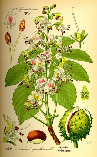 Buckeye/Horsechestnut — Common Horsechestnut (Aesculus hippocastanum) — mature form