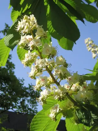 Buckeye/Horsechestnut — Common Horsechestnut (Aesculus hippocastanum) — foliage