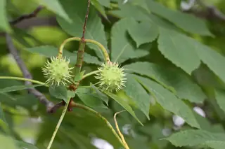 Buckeye/Horsechestnut — 'Briotti', 'Fort McNair'