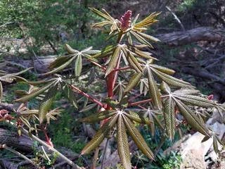Buckeye/Horsechestnut — 'Briotti', 'Fort McNair' (Aesculus x carnea) — mature form