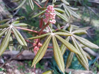 Buckeye/Horsechestnut — 'Briotti', 'Fort McNair' (Aesculus x carnea) — foliage