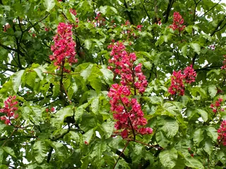 Buckeye (Aesculus x carnea), bloom