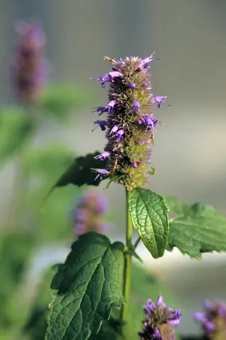 Anise Hyssop