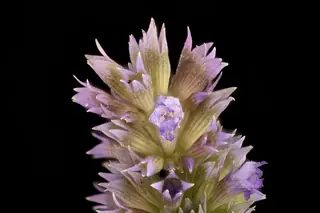 Anise Hyssop (Agastache foeniculum), habit