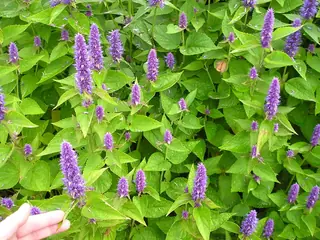 Anise Hyssop