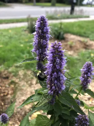 Anise Hyssop (Agastache foeniculum) — mature form