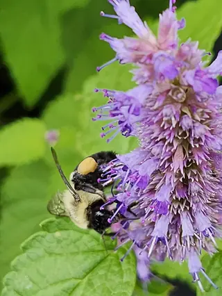 Anise Hyssop (Agastache foeniculum) — foliage