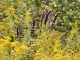 Anise Hyssop (Agastache foeniculum) — bloom