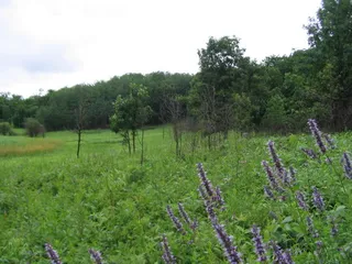 Anise Hyssop (Agastache foeniculum) — fall color